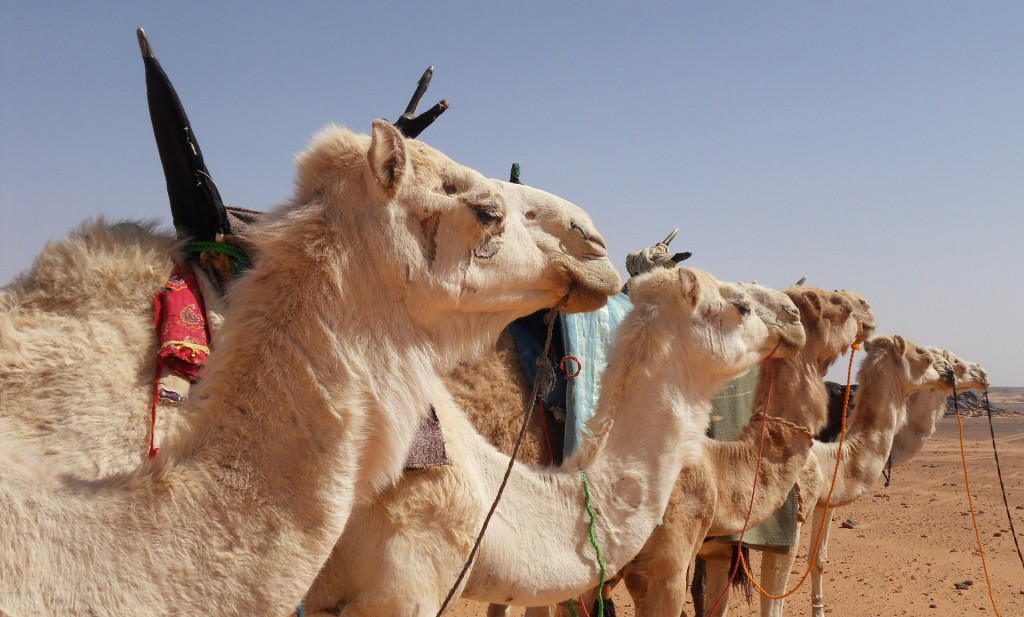 Images de chameaux dans le désert
